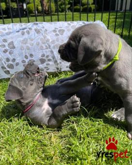 Ράτσα: Κανέ Κόρσο - Cane Corso | Ηλικία: 3 μηνών | Φύλο: Θηλυκό | Αρ. Microchip: 978101082395678 | Ιδιώτης | Εκπαιδευμένο | Pedigree | Περιοχή: Αθήνα, Αττική